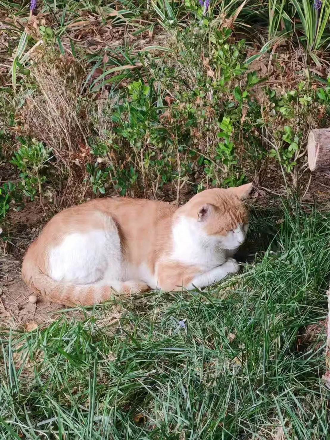 猫躺在草地上 AI 生成的内容可能不正确。